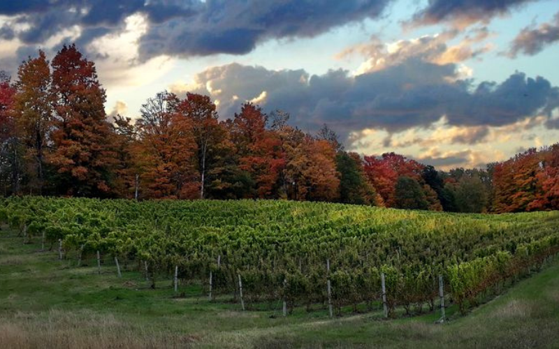 Avoiding Winter Kill in Young Vineyards Webinar